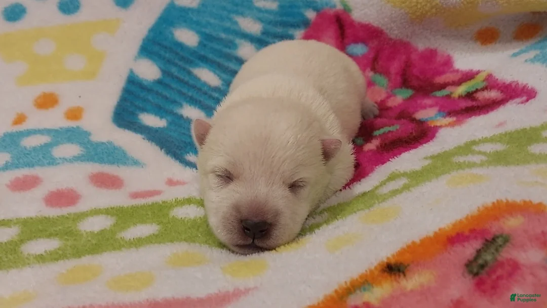 West Highland Terrier dogs for sale: Pink Girl - Ad 1