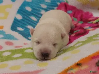 West Highland Terrier dogs Pink Girl - Ad 7