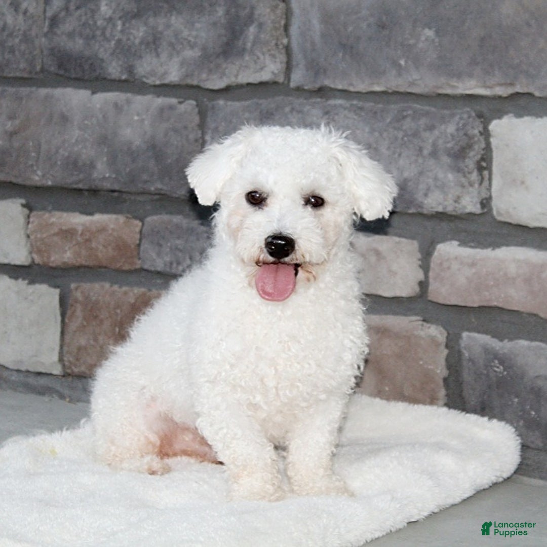 Bichon Frise dogs for sale: Carson - Ad 15