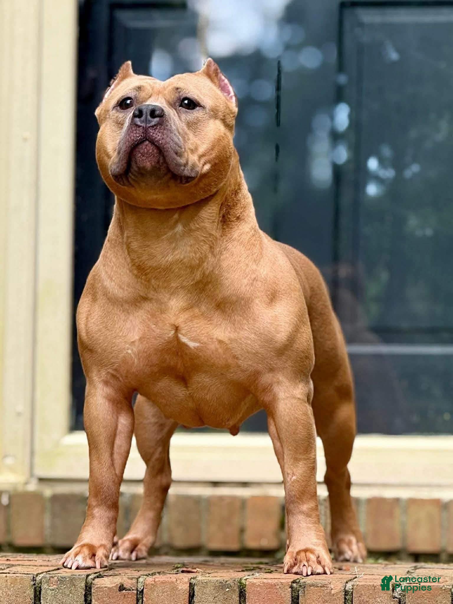 American Bully dogs American Bully Puppy 8 - Ad 2