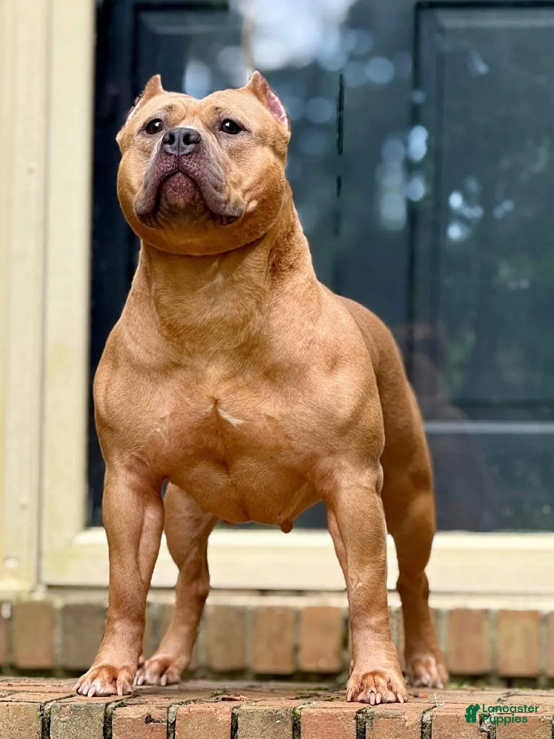 American Bully dogs for sale: American Bully Puppy 7 - Ad 2