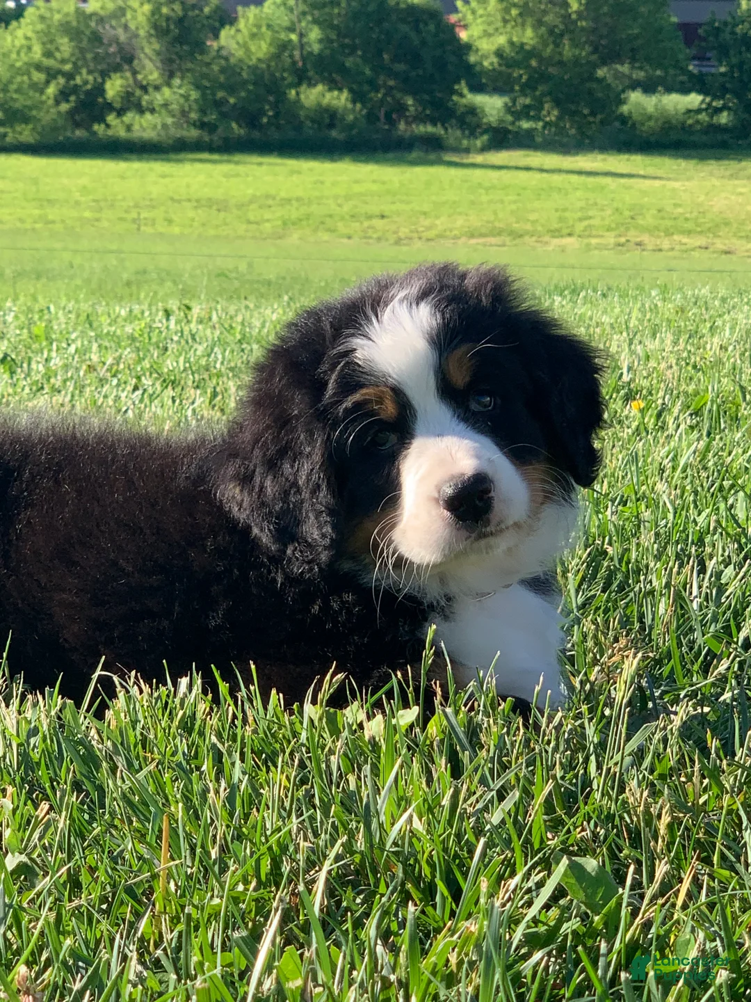 Bernese Mountain Dog dogs for sale: Fern - Ad 2
