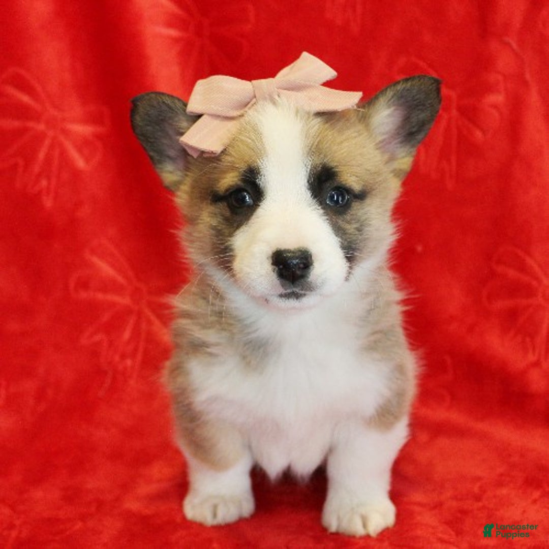 Welsh Corgi Pembroke dogs for sale: Tinsel Genetically CLEAR - Ad 1