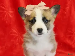 Welsh Corgi Pembroke dogs for sale: Tinsel Genetically CLEAR - Ad 4