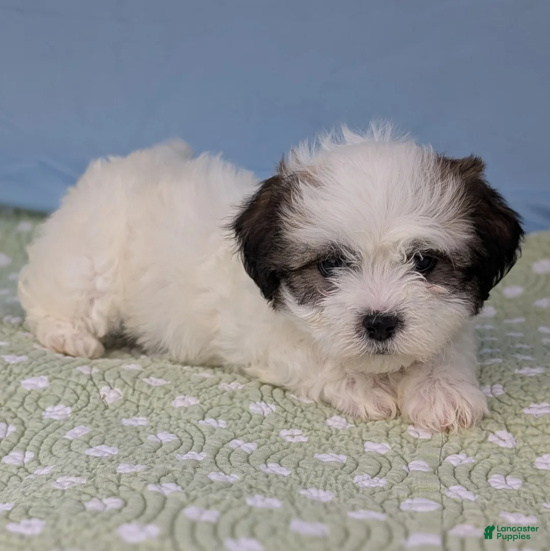 Teddy Bear dogs for sale: Vicious Biscuit - Ad 9