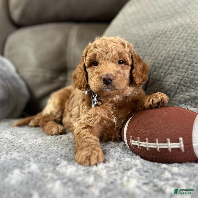 Goldendoodle dogs Alpha (Miniature Boy) - Ad 35