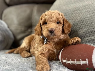 Mini Goldendoodle dogs Alpha (Miniature Boy) - Ad 26