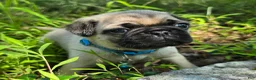 Pug dogs for sale: Jack - Ad 15