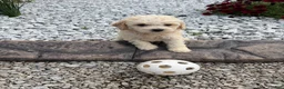 Miniature Poodle dogs for sale: Noel - Ad 2
