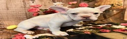 French Bulldog dogs for sale: Samson - Ad 4