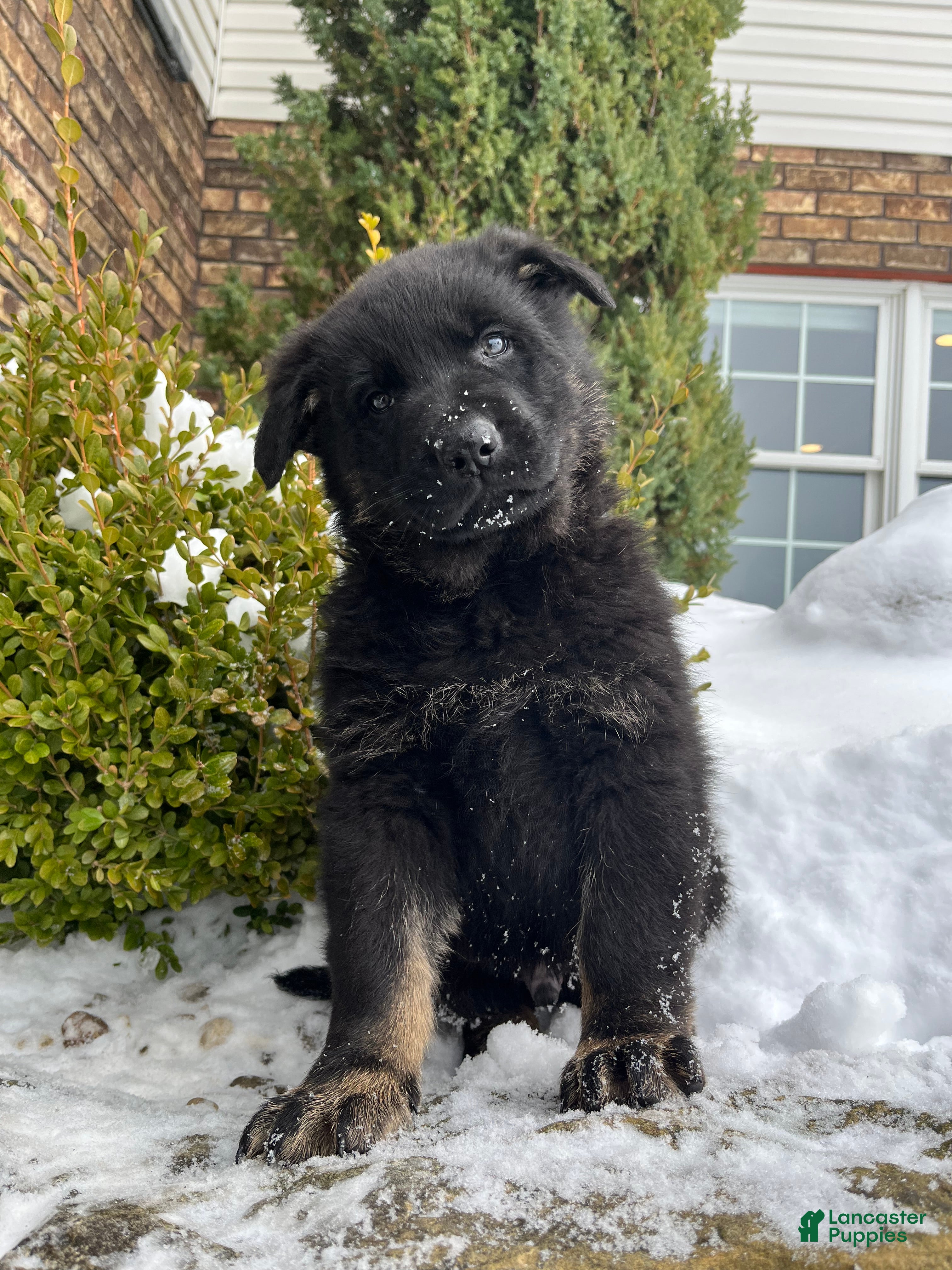 German Shepherd dogs Humphrey  - Ad 1