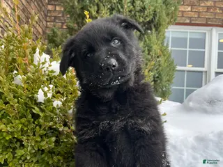 German Shepherd dogs Humphrey - Ad 1