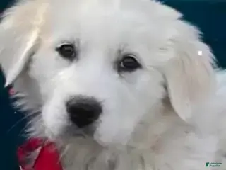 Great Pyrenees dogs Angel- Great Pyrenees - Ad 7