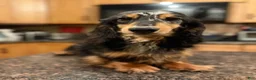 Miniature Dachshund dogs for sale: Champion sired Russian AKC boy - Ad 5