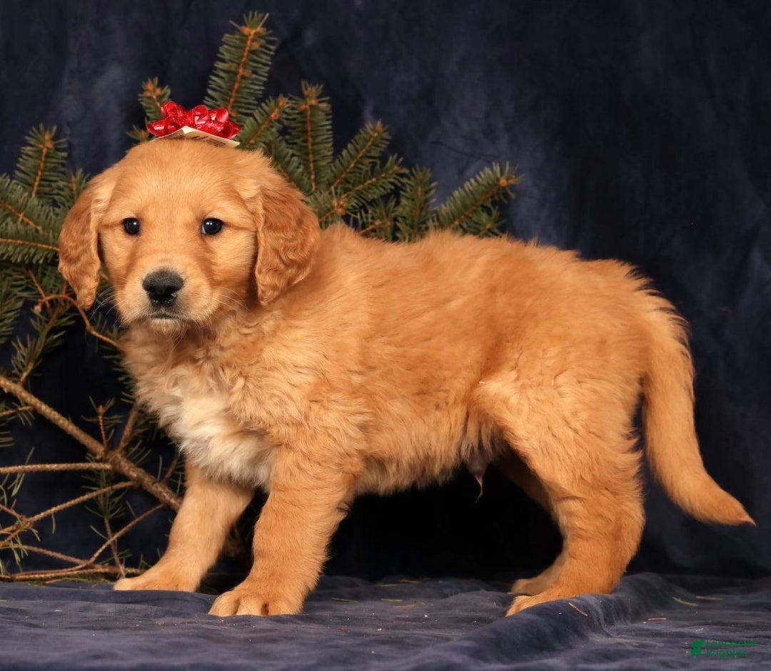 Golden Retriever dogs for sale: Doogie - Ad 4