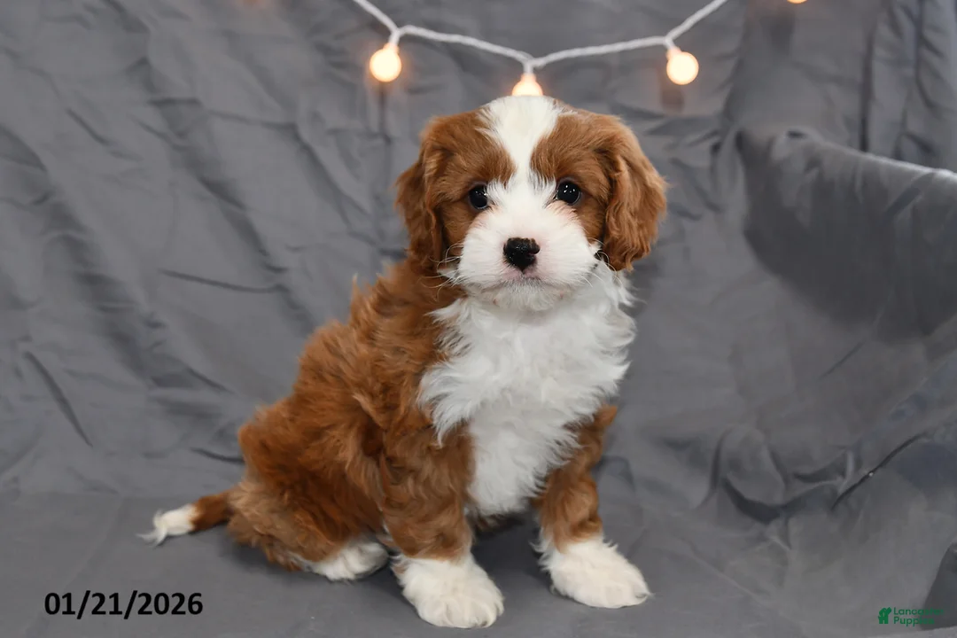 Cavapoo dogs for sale: Malachi - Ad 1