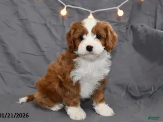 Cavapoo dogs Malachi - Ad 38