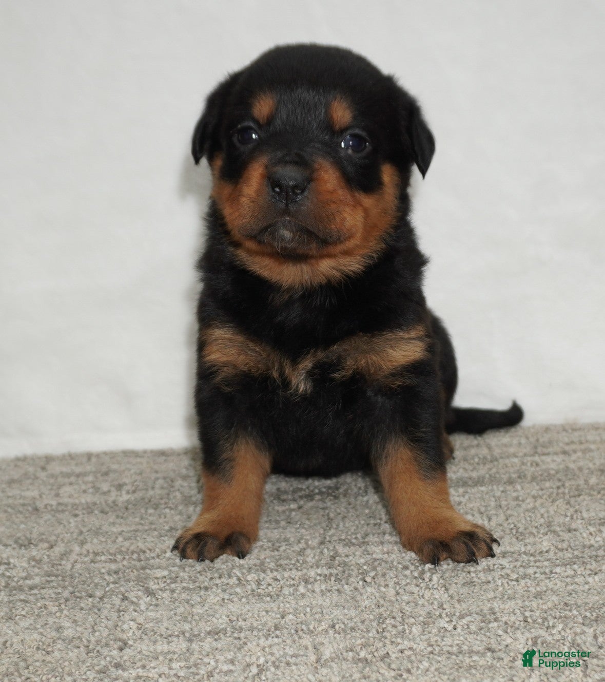 Rottweiler dogs Hadley - Ad 2