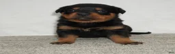 Rottweiler dogs for sale: Hadley - Ad 2