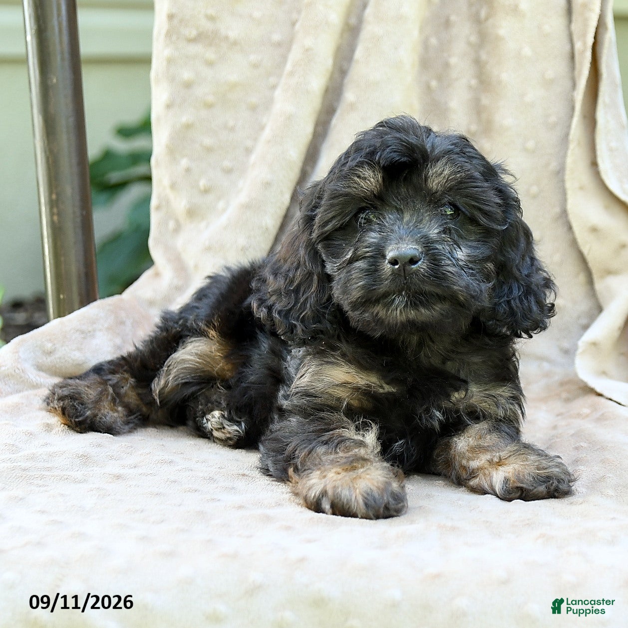 Cavapoo dogs Winston - Ad 2