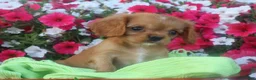 Cavalier King Charles Spaniel dogs for sale: Cavalier King Charles Spaniel 1 - Ad 7