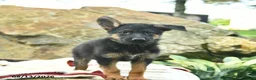 German Shepherd dogs for sale: Annabelle  - Ad 2