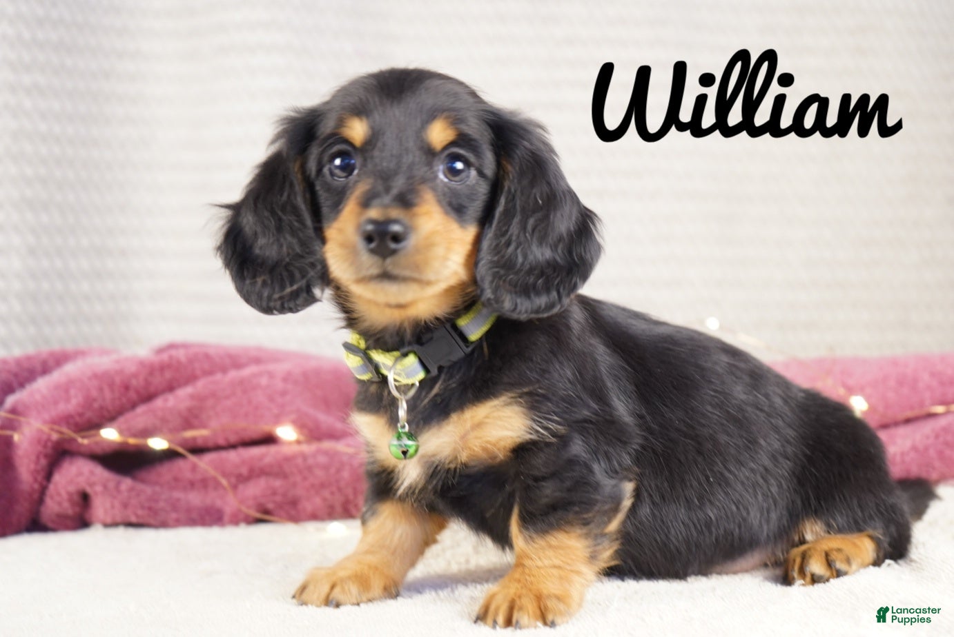 Dachshund dogs William  - Ad 19