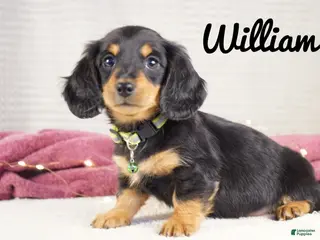 Dachshund dogs William - Ad 21