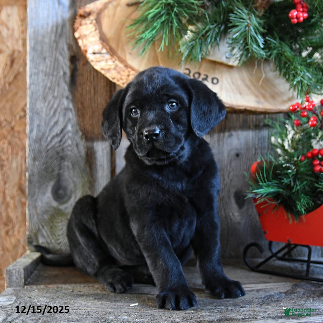 Labrador Retriever dogs for sale: Royal - Ad 4