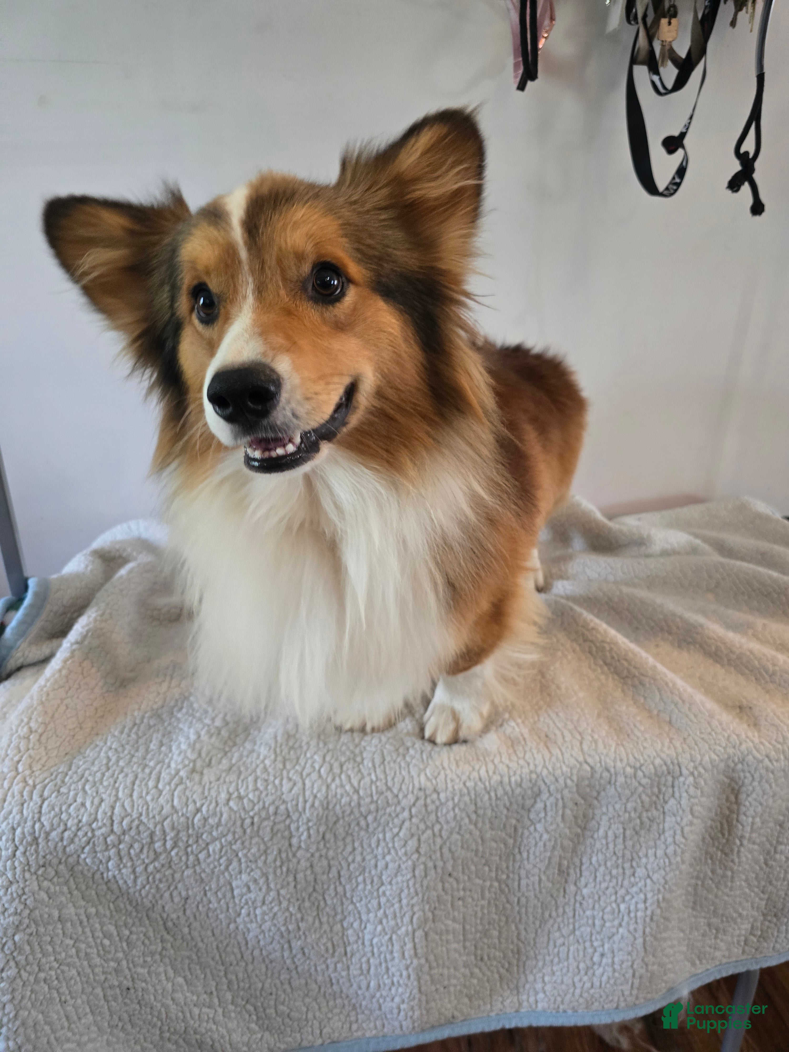 Welsh Corgi Pembroke dogs Atlas - Ad 1