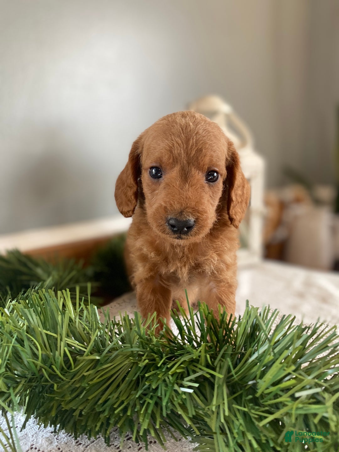 Mixed Breed dogs for sale: Boots - Ad 1