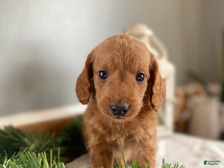 Mixed Breed dogs Boots - Ad 20