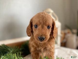 Mixed Breed dogs Boots - Ad 24