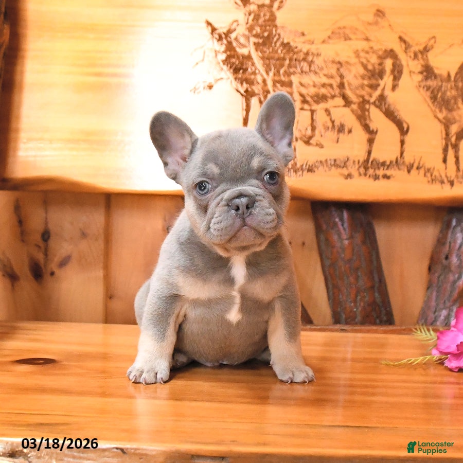 French Bulldog dogs Scooter - Ad 1