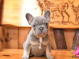 French Bulldog dogs for sale: Scooter - Ad 4
