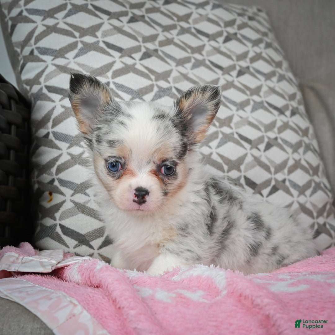 Chihuahua dogs for sale: Romeo - Ad 8