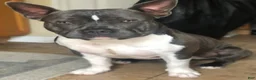 American Bully dogs for stud: SINCERE - Ad 1