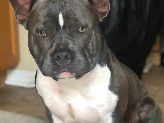 American Bully dogs for stud: SINCERE - Ad 1