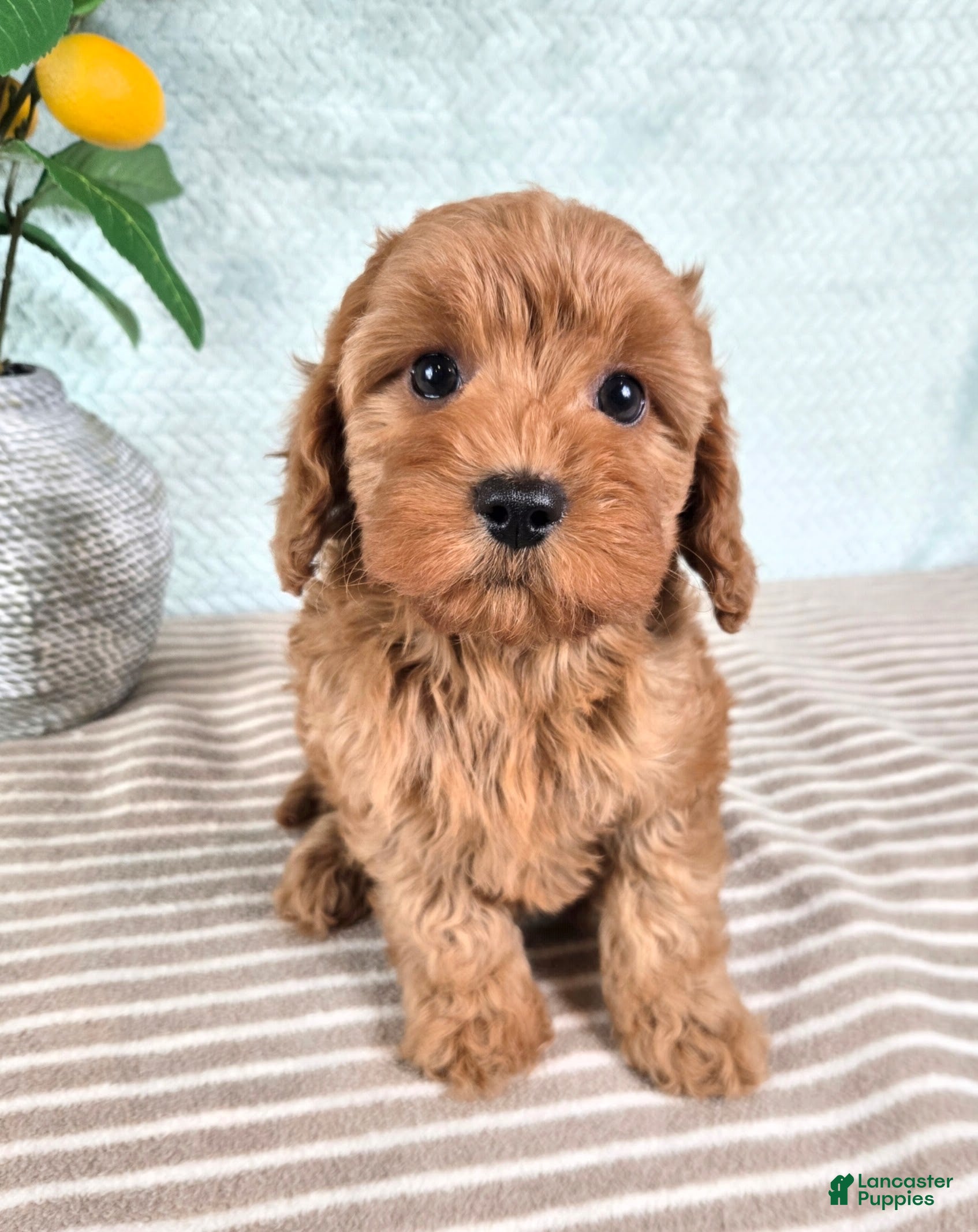 Cavapoo dogs Clementine - Ad 2