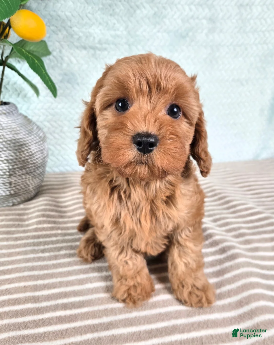 Cavapoo dogs for sale: Clementine - Ad 1