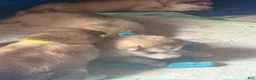 Alaskan Malamute dogs for sale: Alaskan Malamute 5 - Ad 15