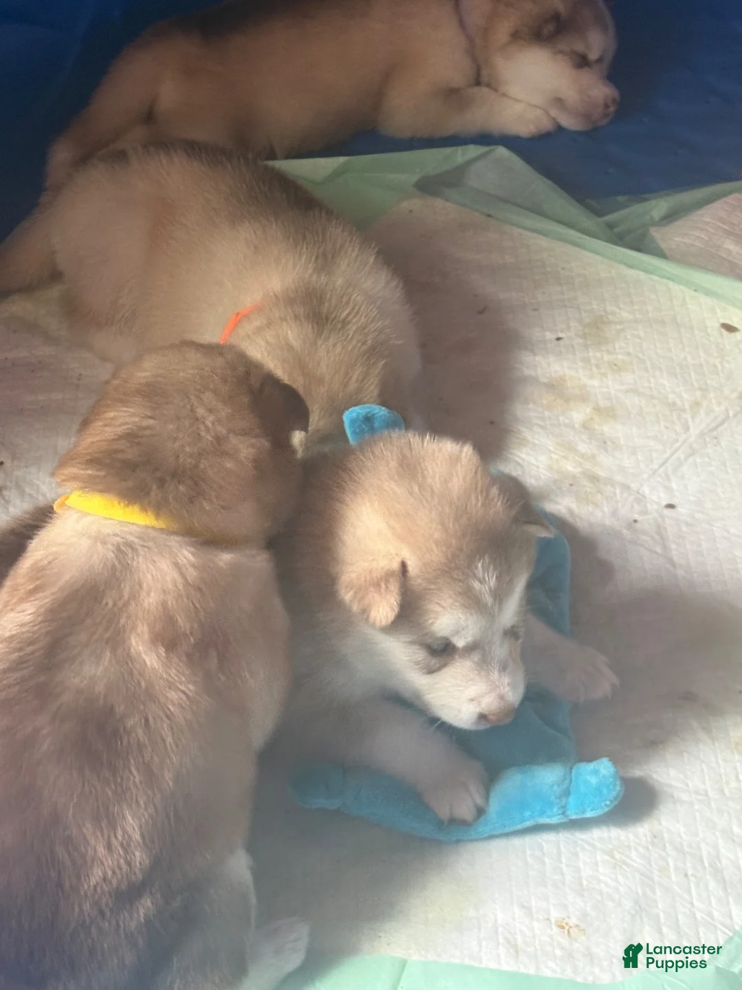 Alaskan Malamute dogs for sale: Alaskan Malamute 5 - Ad 15