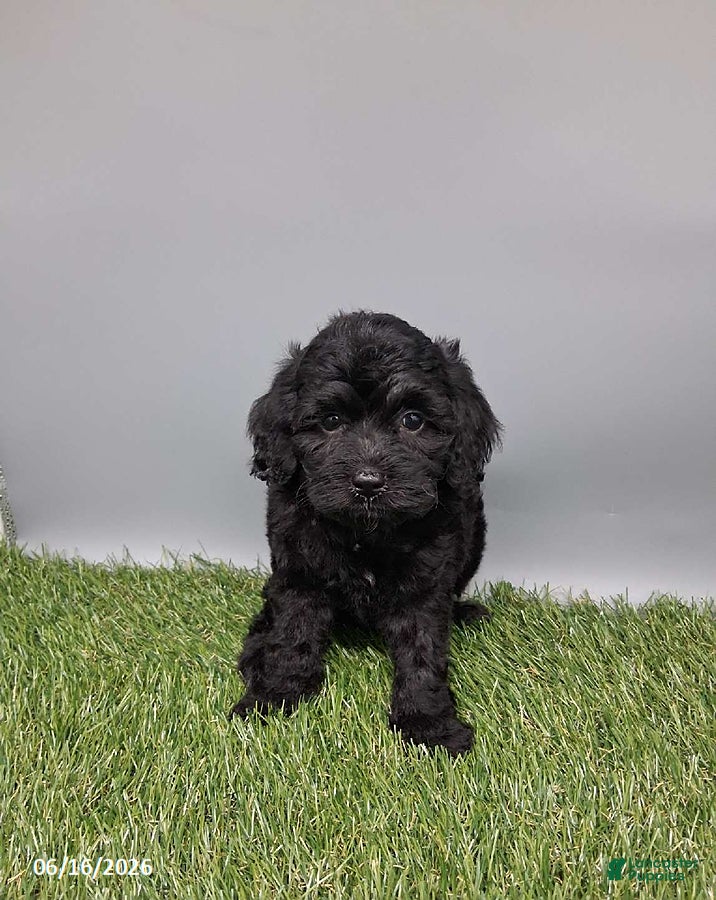 Cockapoo dogs Carla - Ad 2