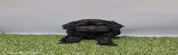 Cockapoo dogs for sale: Carla - Ad 2