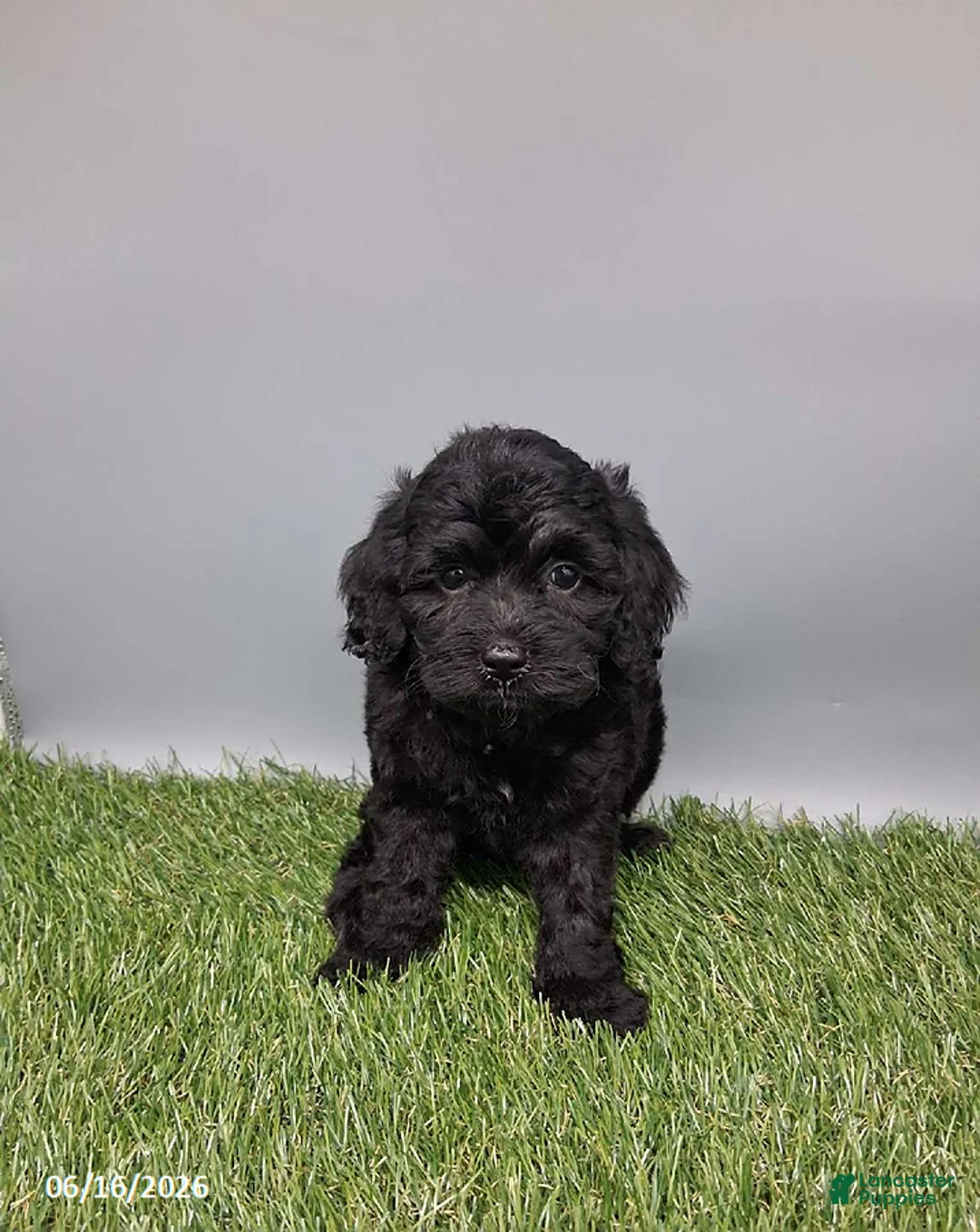 Cockapoo dogs for sale: Carla - Ad 2