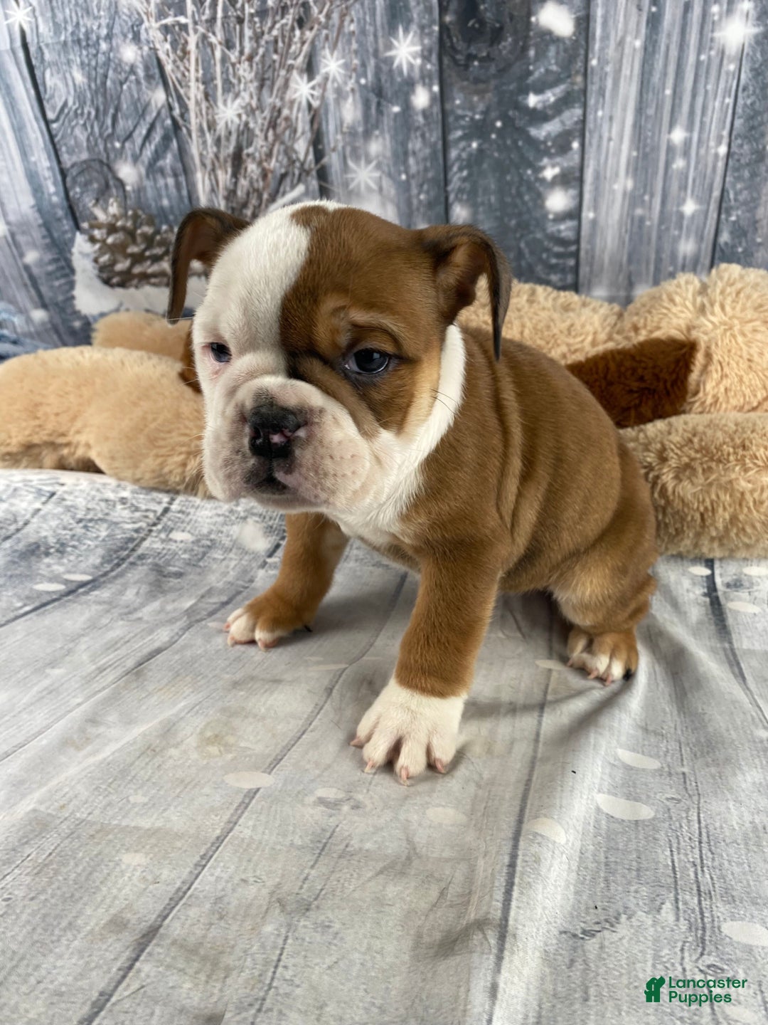 English Bulldog dogs for sale: Nora - Ad 14