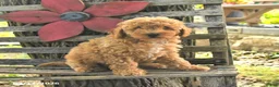 Havapoo dogs for sale: Tucker - Ad 5