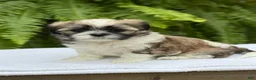 Teddy Bear dogs for sale: Pepsi  - Ad 4