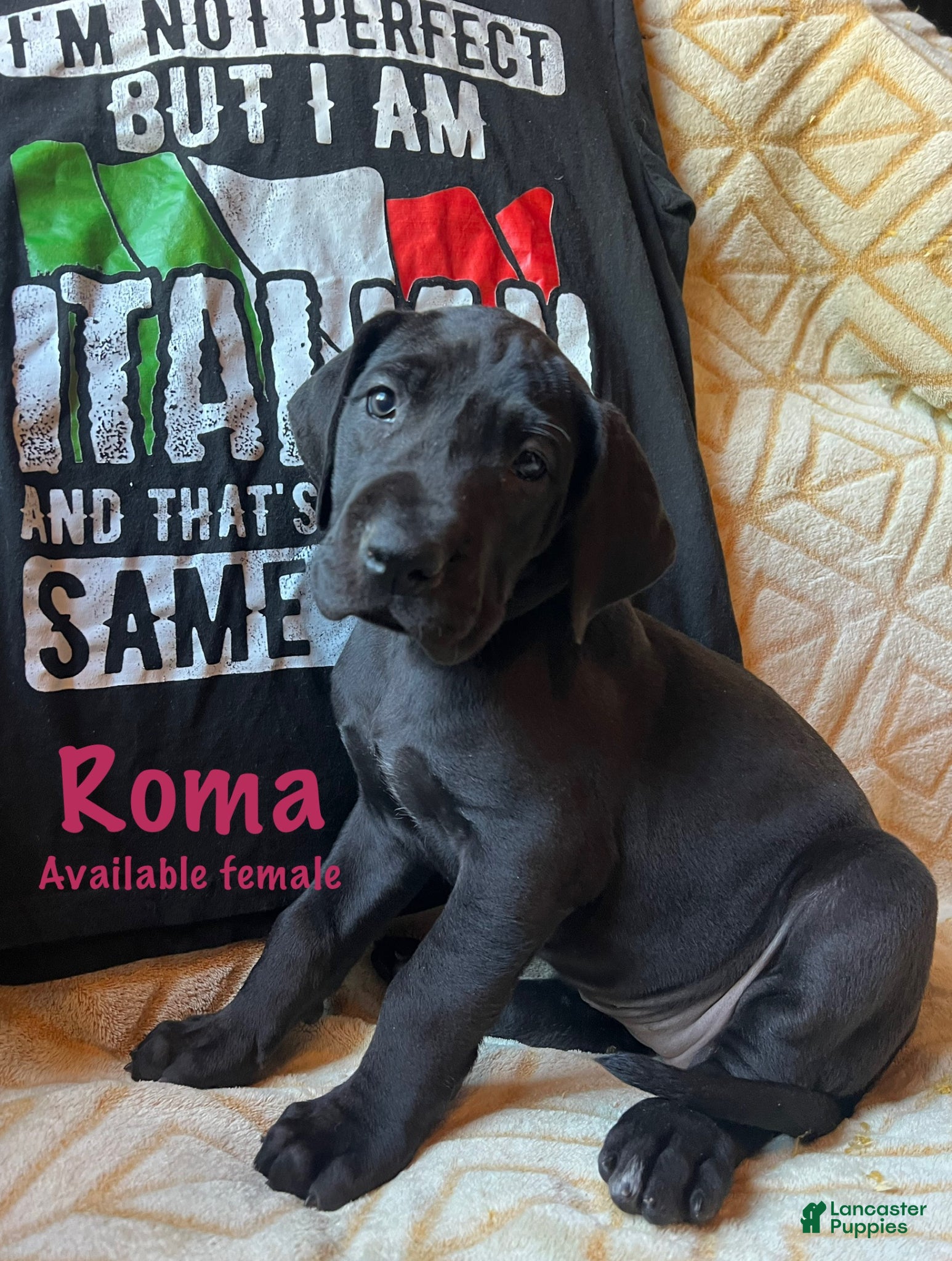 Great Dane dogs Roma - Ad 6