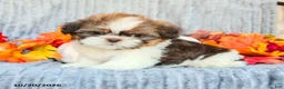 Shih Tzu dogs for sale: Cocoa - Ad 5